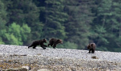 URSID - BEAR - GRIZZLY BEAR - MOM AND HER FIRST YEAR CUBS - KNIGHT'S INLET BRITISH COLUMBIA (111).JPG