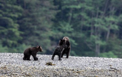 URSID - BEAR - GRIZZLY BEAR - MOM AND HER FIRST YEAR CUBS - KNIGHT'S INLET BRITISH COLUMBIA (113).JPG
