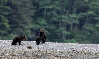 URSID - BEAR - GRIZZLY BEAR - MOM AND HER FIRST YEAR CUBS - KNIGHTS INLET BRITISH COLUMBIA (114).JPG