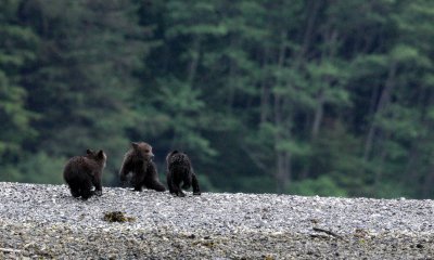URSID - BEAR - GRIZZLY BEAR - MOM AND HER FIRST YEAR CUBS - KNIGHT'S INLET BRITISH COLUMBIA (116).JPG