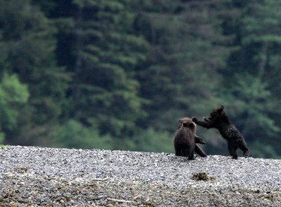 URSID - BEAR - GRIZZLY BEAR - MOM AND HER FIRST YEAR CUBS - KNIGHT'S INLET BRITISH COLUMBIA (117).JPG