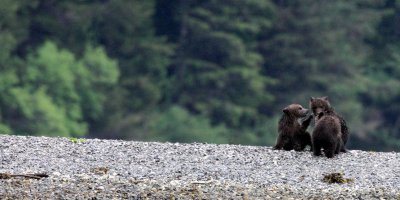 URSID - BEAR - GRIZZLY BEAR - MOM AND HER FIRST YEAR CUBS - KNIGHT'S INLET BRITISH COLUMBIA (120).JPG