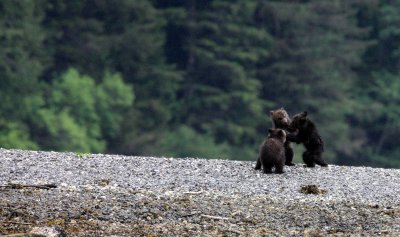 URSID - BEAR - GRIZZLY BEAR - MOM AND HER FIRST YEAR CUBS - KNIGHT'S INLET BRITISH COLUMBIA (122).JPG