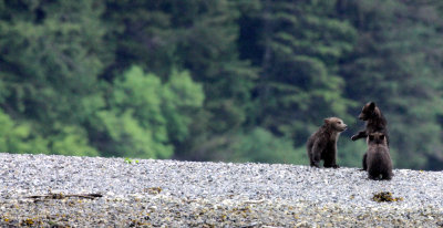 URSID - BEAR - GRIZZLY BEAR - MOM AND HER FIRST YEAR CUBS - KNIGHT'S INLET BRITISH COLUMBIA (123).JPG