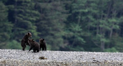 URSID - BEAR - GRIZZLY BEAR - MOM AND HER FIRST YEAR CUBS - KNIGHT'S INLET BRITISH COLUMBIA (124).JPG