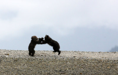 URSID - BEAR - GRIZZLY BEAR - MOM AND HER FIRST YEAR CUBS - KNIGHT'S INLET BRITISH COLUMBIA (127).JPG