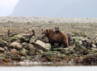 URSID - BEAR - GRIZZLY BEAR - MOM AND HER FIRST YEAR CUBS - KNIGHT'S INLET BRITISH COLUMBIA (13).JPG