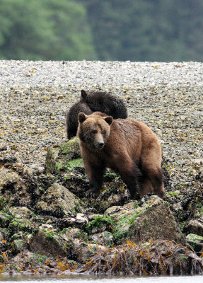 URSID - BEAR - GRIZZLY BEAR - MOM AND HER FIRST YEAR CUBS - KNIGHT'S INLET BRITISH COLUMBIA (142).JPG