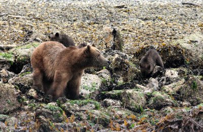 URSID - BEAR - GRIZZLY BEAR - MOM AND HER FIRST YEAR CUBS - KNIGHT'S INLET BRITISH COLUMBIA (149).JPG