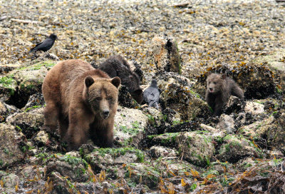 URSID - BEAR - GRIZZLY BEAR - MOM AND HER FIRST YEAR CUBS - KNIGHT'S INLET BRITISH COLUMBIA (152).JPG