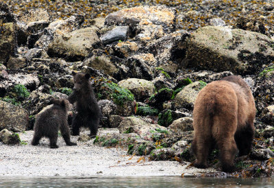 URSID - BEAR - GRIZZLY BEAR - MOM AND HER FIRST YEAR CUBS - KNIGHT'S INLET BRITISH COLUMBIA (153).JPG
