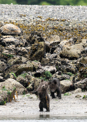 URSID - BEAR - GRIZZLY BEAR - MOM AND HER FIRST YEAR CUBS - KNIGHT'S INLET BRITISH COLUMBIA (160).JPG