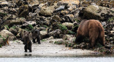 URSID - BEAR - GRIZZLY BEAR - MOM AND HER FIRST YEAR CUBS - KNIGHT'S INLET BRITISH COLUMBIA (161).JPG