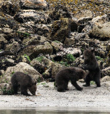 URSID - BEAR - GRIZZLY BEAR - MOM AND HER FIRST YEAR CUBS - KNIGHT'S INLET BRITISH COLUMBIA (164).JPG