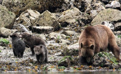 URSID - BEAR - GRIZZLY BEAR - MOM AND HER FIRST YEAR CUBS - KNIGHT'S INLET BRITISH COLUMBIA (176).JPG