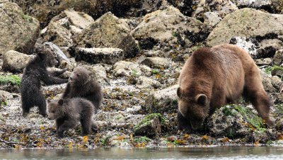 URSID - BEAR - GRIZZLY BEAR - MOM AND HER FIRST YEAR CUBS - KNIGHT'S INLET BRITISH COLUMBIA (178).JPG