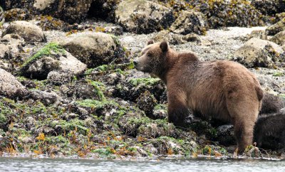 URSID - BEAR - GRIZZLY BEAR - MOM AND HER FIRST YEAR CUBS - KNIGHT'S INLET BRITISH COLUMBIA (190).JPG