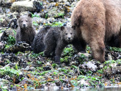 URSID - BEAR - GRIZZLY BEAR - MOM AND HER FIRST YEAR CUBS - KNIGHT'S INLET BRITISH COLUMBIA (194).JPG
