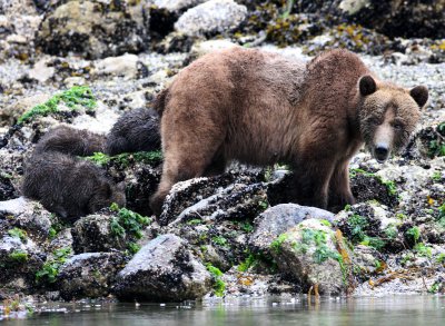 URSID - BEAR - GRIZZLY BEAR - MOM AND HER FIRST YEAR CUBS - KNIGHT'S INLET BRITISH COLUMBIA (197).JPG