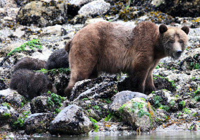 Bears of Knight Inlet, British Columbia