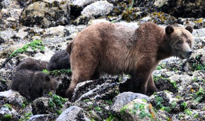 URSID - BEAR - GRIZZLY BEAR - MOM AND HER FIRST YEAR CUBS - KNIGHT'S INLET BRITISH COLUMBIA (202).JPG
