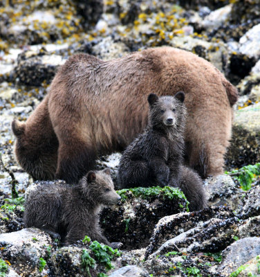 URSID - BEAR - GRIZZLY BEAR - MOM AND HER FIRST YEAR CUBS - KNIGHT'S INLET BRITISH COLUMBIA (212).JPG