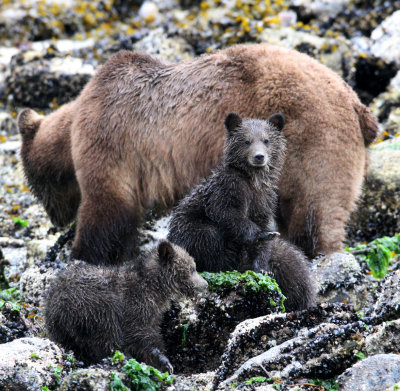 URSID - BEAR - GRIZZLY BEAR - MOM AND HER FIRST YEAR CUBS - KNIGHTS INLET BRITISH COLUMBIA (214).JPG