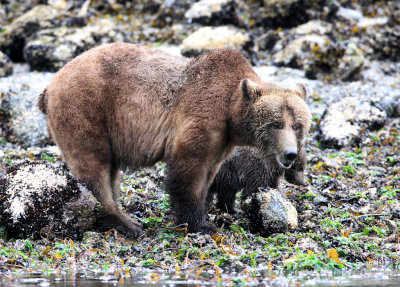 URSID - BEAR - GRIZZLY BEAR - MOM AND HER FIRST YEAR CUBS - KNIGHT'S INLET BRITISH COLUMBIA (224).JPG