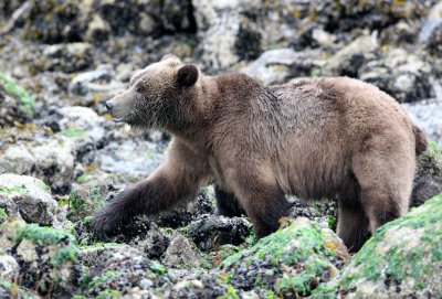 URSID - BEAR - GRIZZLY BEAR - MOM AND HER FIRST YEAR CUBS - KNIGHTS INLET BRITISH COLUMBIA (228).JPG