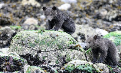 URSID - BEAR - GRIZZLY BEAR - MOM AND HER FIRST YEAR CUBS - KNIGHT'S INLET BRITISH COLUMBIA (237).JPG