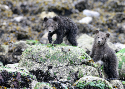 URSID - BEAR - GRIZZLY BEAR - MOM AND HER FIRST YEAR CUBS - KNIGHT'S INLET BRITISH COLUMBIA (239).JPG