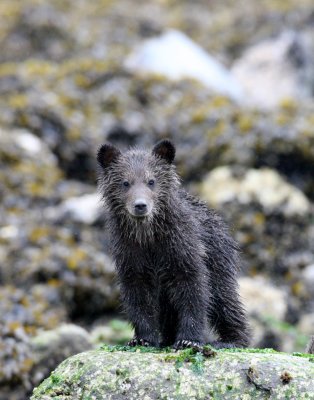 URSID - BEAR - GRIZZLY BEAR - MOM AND HER FIRST YEAR CUBS - KNIGHT'S INLET BRITISH COLUMBIA (241).JPG
