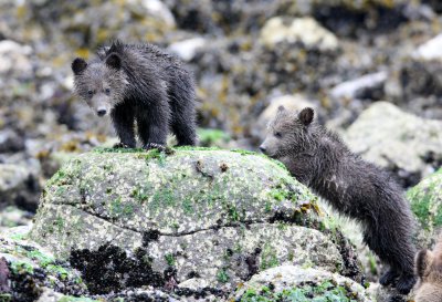 URSID - BEAR - GRIZZLY BEAR - MOM AND HER FIRST YEAR CUBS - KNIGHT'S INLET BRITISH COLUMBIA (245).JPG