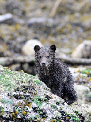 URSID - BEAR - GRIZZLY BEAR - MOM AND HER FIRST YEAR CUBS - KNIGHT'S INLET BRITISH COLUMBIA (255).JPG