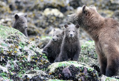 URSID - BEAR - GRIZZLY BEAR - MOM AND HER FIRST YEAR CUBS - KNIGHT'S INLET BRITISH COLUMBIA (266).JPG