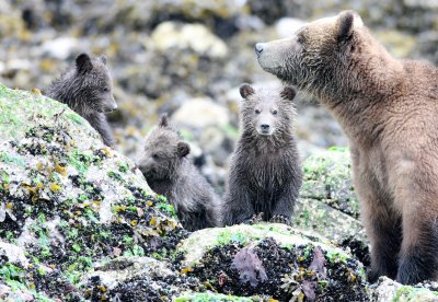 URSID - BEAR - GRIZZLY BEAR - MOM AND HER FIRST YEAR CUBS - KNIGHT'S INLET BRITISH COLUMBIA (268).JPG
