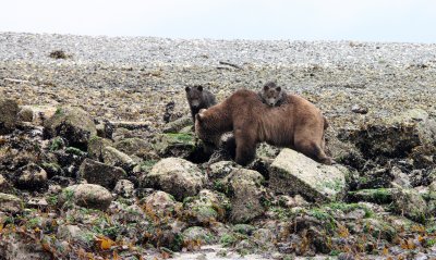 URSID - BEAR - GRIZZLY BEAR - MOM AND HER FIRST YEAR CUBS - KNIGHT'S INLET BRITISH COLUMBIA (27).JPG