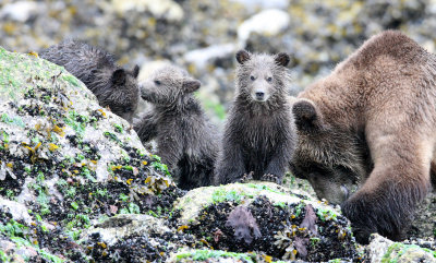 URSID - BEAR - GRIZZLY BEAR - MOM AND HER FIRST YEAR CUBS - KNIGHT'S INLET BRITISH COLUMBIA (271).JPG