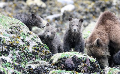 URSID - BEAR - GRIZZLY BEAR - MOM AND HER FIRST YEAR CUBS - KNIGHT'S INLET BRITISH COLUMBIA (272).JPG