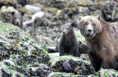 URSID - BEAR - GRIZZLY BEAR - MOM AND HER FIRST YEAR CUBS - KNIGHT'S INLET BRITISH COLUMBIA (280).JPG