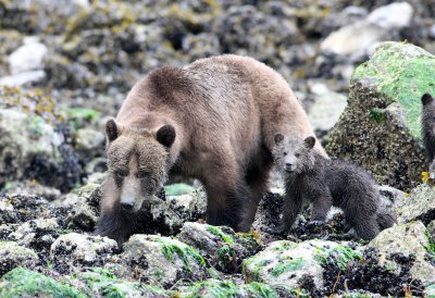 URSID - BEAR - GRIZZLY BEAR - MOM AND HER FIRST YEAR CUBS - KNIGHT'S INLET BRITISH COLUMBIA (290).JPG