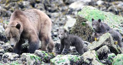 URSID - BEAR - GRIZZLY BEAR - MOM AND HER FIRST YEAR CUBS - KNIGHT'S INLET BRITISH COLUMBIA (291).JPG