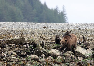 URSID - BEAR - GRIZZLY BEAR - MOM AND HER FIRST YEAR CUBS - KNIGHTS INLET BRITISH COLUMBIA (30).JPG