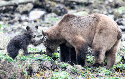 URSID - BEAR - GRIZZLY BEAR - MOM AND HER FIRST YEAR CUBS - KNIGHT'S INLET BRITISH COLUMBIA (324).JPG