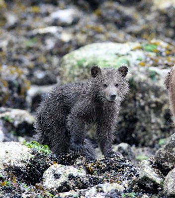 URSID - BEAR - GRIZZLY BEAR - MOM AND HER FIRST YEAR CUBS - KNIGHT'S INLET BRITISH COLUMBIA (358).JPG