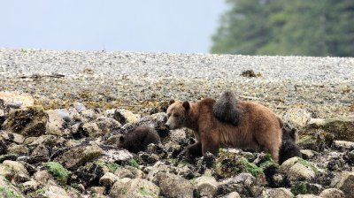 URSID - BEAR - GRIZZLY BEAR - MOM AND HER FIRST YEAR CUBS - KNIGHT'S INLET BRITISH COLUMBIA (36).JPG
