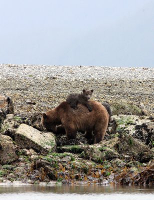 URSID - BEAR - GRIZZLY BEAR - MOM AND HER FIRST YEAR CUBS - KNIGHT'S INLET BRITISH COLUMBIA (4).JPG