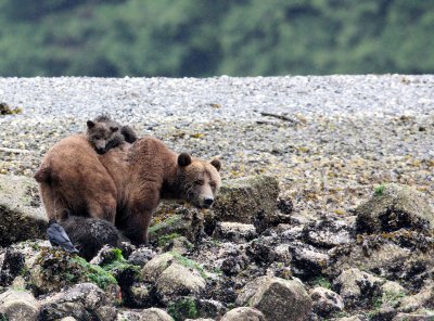 URSID - BEAR - GRIZZLY BEAR - MOM AND HER FIRST YEAR CUBS - KNIGHT'S INLET BRITISH COLUMBIA (44).JPG