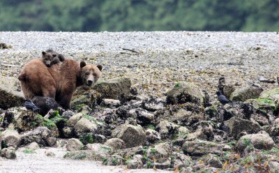 URSID - BEAR - GRIZZLY BEAR - MOM AND HER FIRST YEAR CUBS - KNIGHT'S INLET BRITISH COLUMBIA (45).JPG