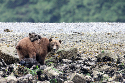 URSID - BEAR - GRIZZLY BEAR - MOM AND HER FIRST YEAR CUBS - KNIGHT'S INLET BRITISH COLUMBIA (46).JPG